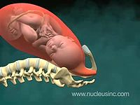 3D Medical Animation of Normal Vaginal Birth 3D_Medical_Animation_of_Normal